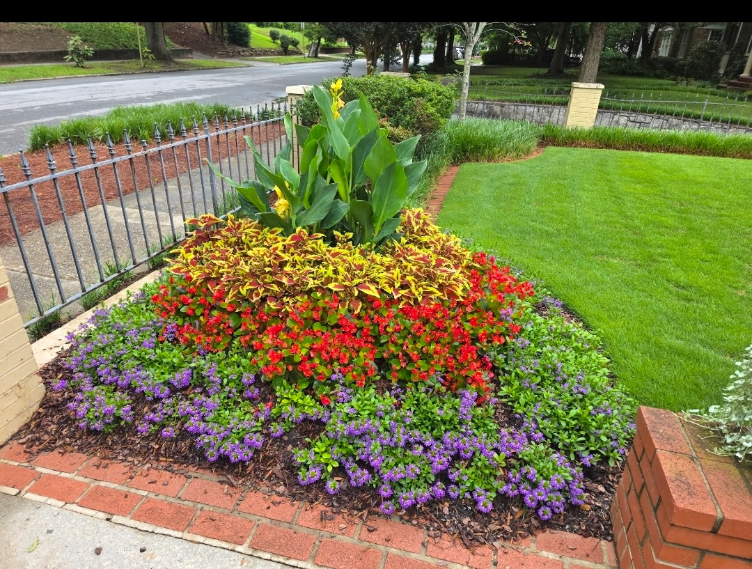 Corner flower bed with canna lilies, begonias, and purple blooms