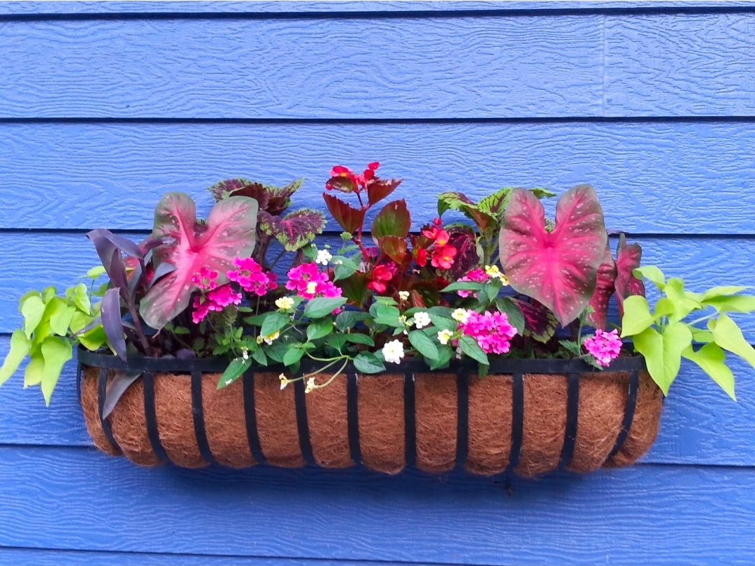 Iron wall planter overflowing with caladiums, begonias, lantana, and sweet potato vine