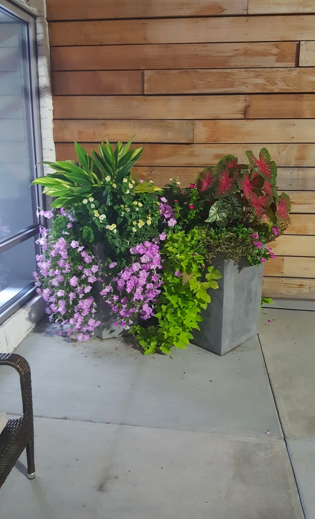 Gray patio container planters with petunias, caladiums, coleus, and trailing sweet potato vine