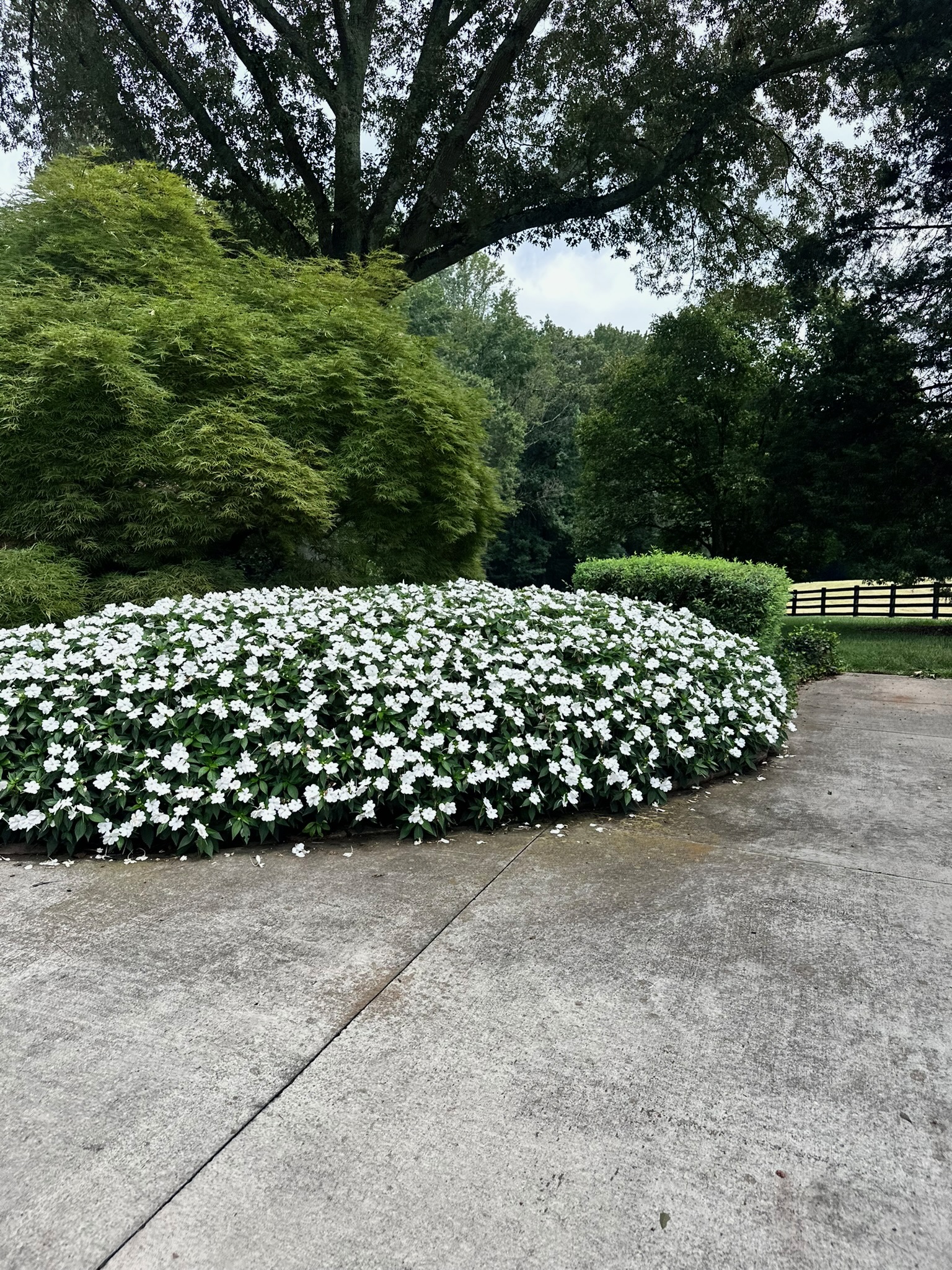 White impatiens flower bed