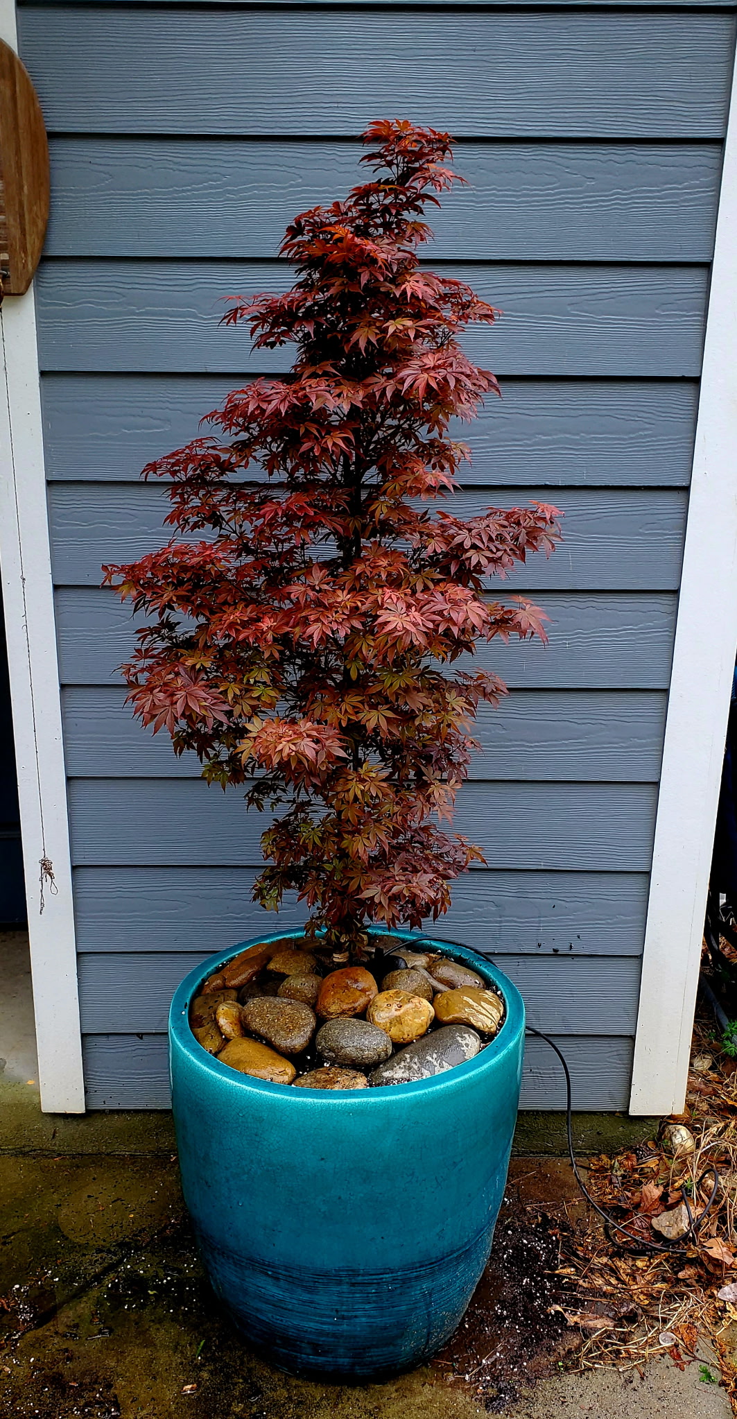 Red Japanese maple in a teal glazed pot with river rocks