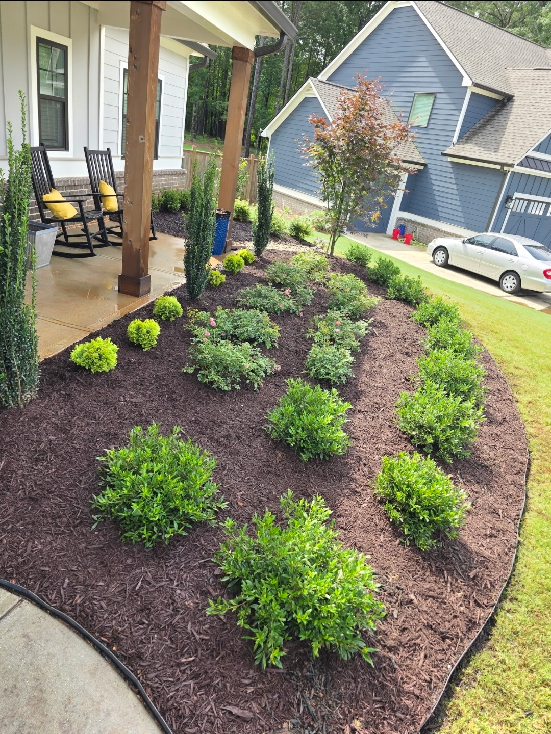 Front yard foundation beds with shrubs, roses, and mulch