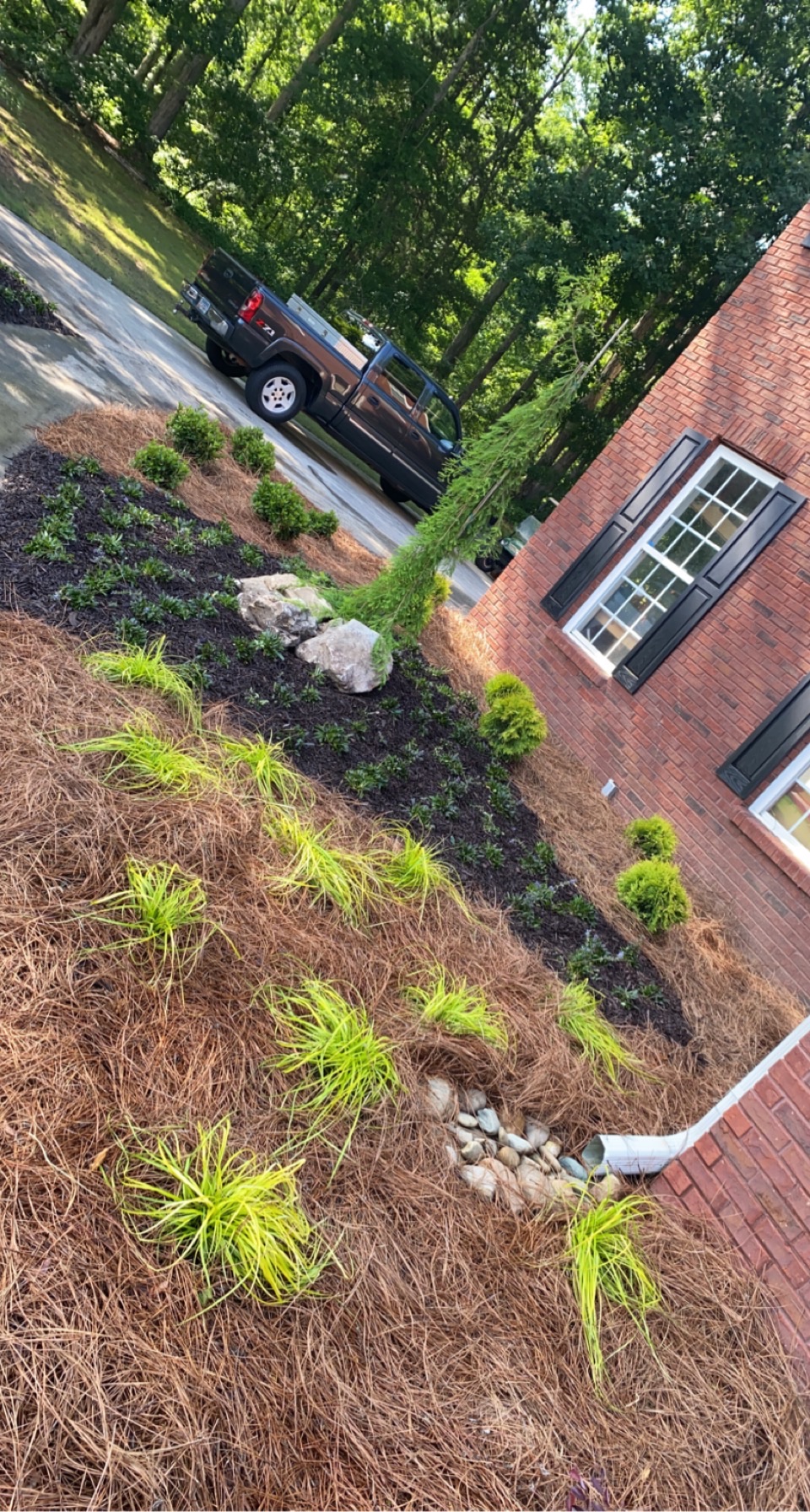 Side yard with pine straw and ornamental plants