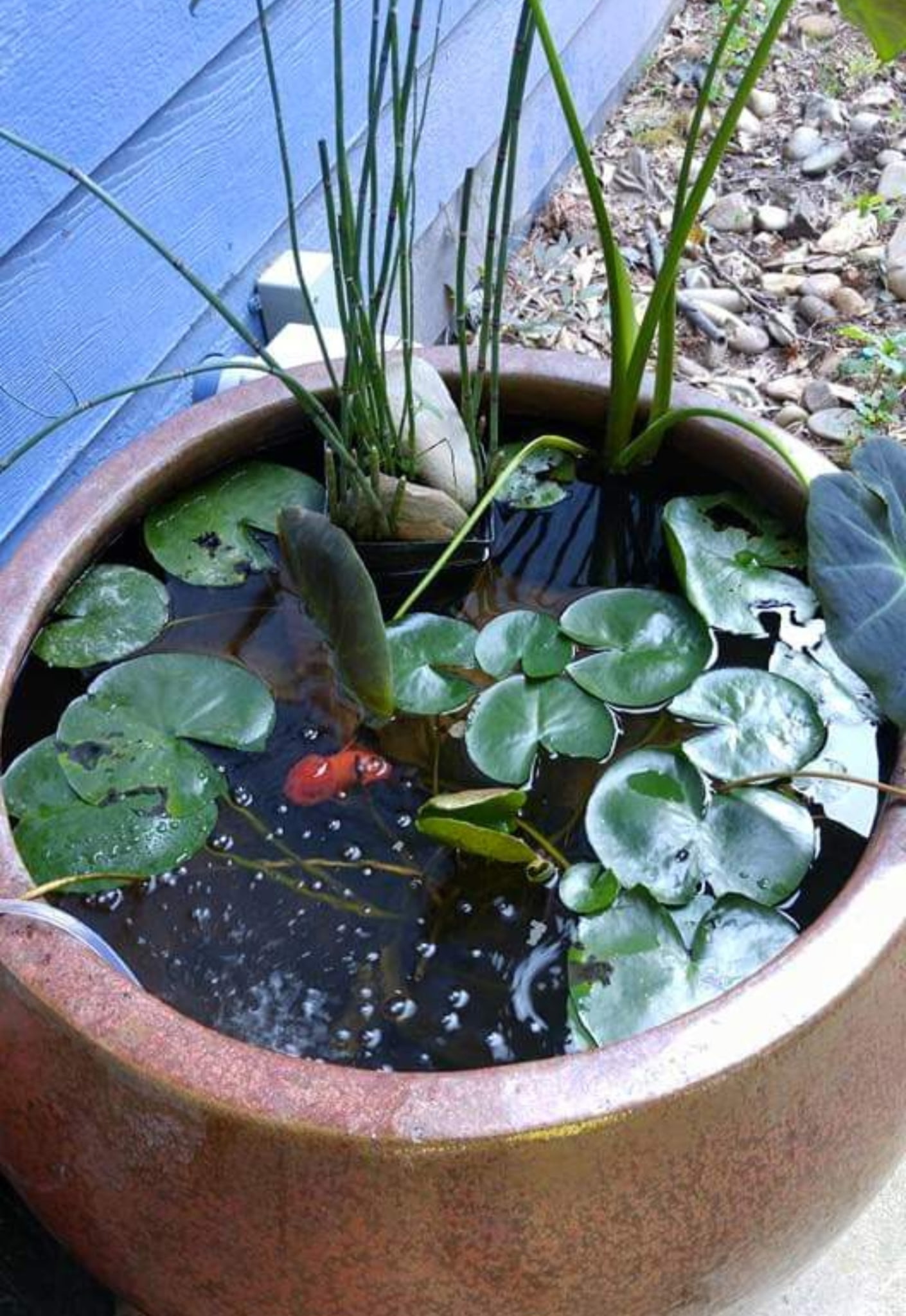 Ceramic container water garden with lily pads and a goldfish